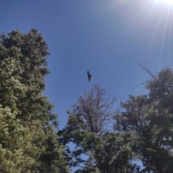 Blackhawk Trail - Blackhawk sighting on the Blackhawk Trail.