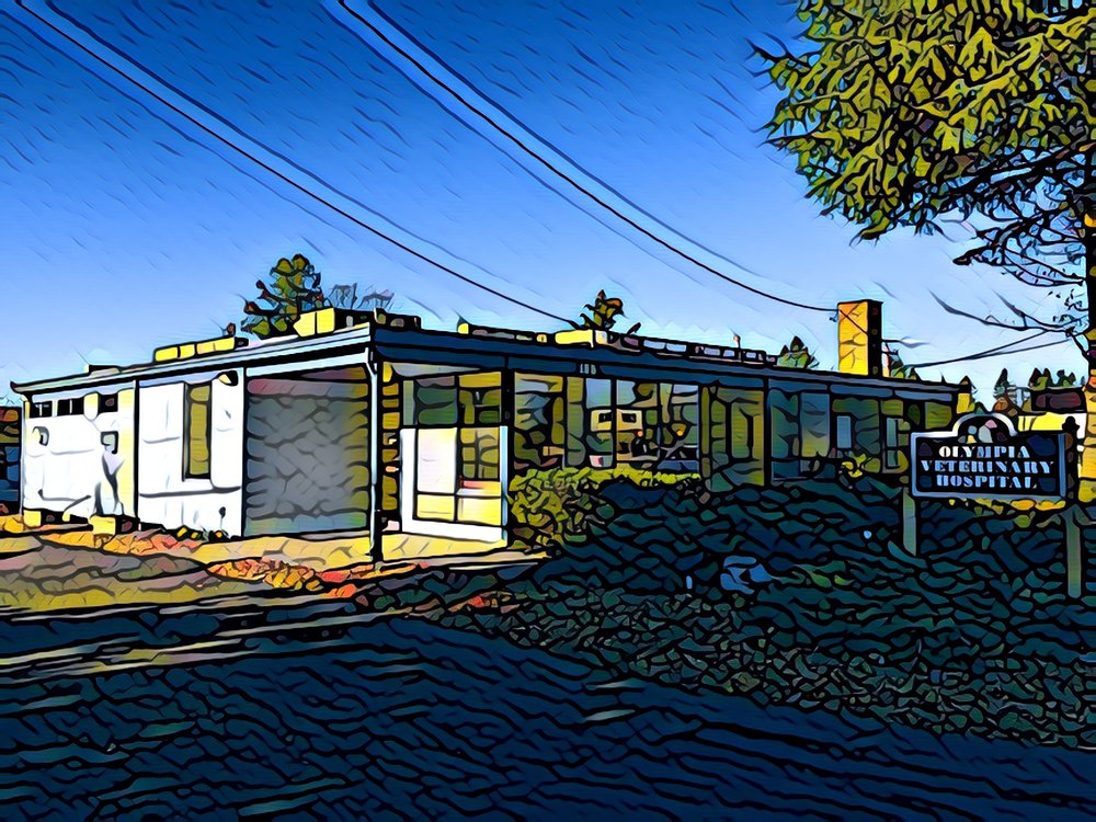 OLYMPIA VETERINARY HOSPITAL 11 Reviews Veterinarians 155 Division