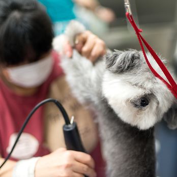 Pawsh Dog Spa - Pet Groomers Near Me - Vancouver, British Columbia Pawsh Dog Spa - Pet Groomers Near Me - Vancouver, British Columbia
