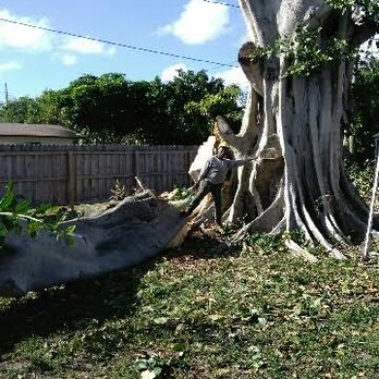 AA Tree Service - Tree Services Near Me - Margate, Florida AA Tree Service - Tree Services Near Me - Margate, Florida