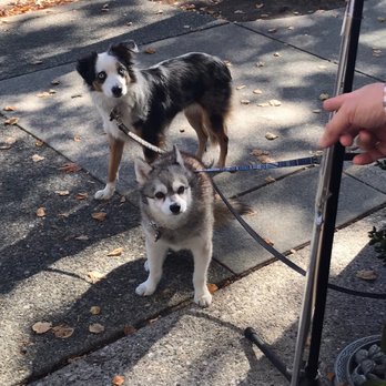 Gateau de Henry - Cute  dogs, while their owner went inside the cafe, looking at us. - Coffee & Tea Near Me - Vancouver, British Columbia