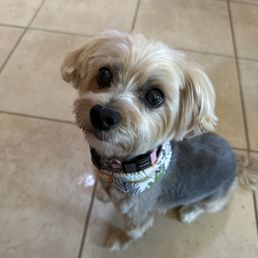 Penny Penny