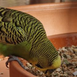 ZOO BERLIN