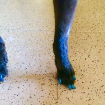Nature's Pet Spa - Tampa Bay Lightning blue mani for Pepper!-2016 - Pet Groomers Near Me - Ocala, Florida Nature's Pet Spa - Tampa Bay Lightning blue mani for Pepper!-2016 - Pet Groomers Near Me - Ocala, Florida