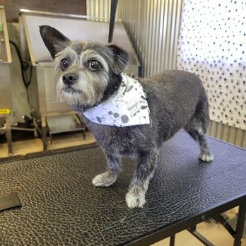 Home Baby Grooming - Pet Groomers Near Me Home Baby Grooming - Pet Groomers Near Me