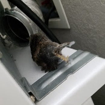 Air Medics - Dead bird found inside a dryer vent - Air Duct Cleaning Near Me - St. Petersburg, Florida Air Medics - Dead bird found inside a dryer vent - Air Duct Cleaning Near Me - St. Petersburg, Florida