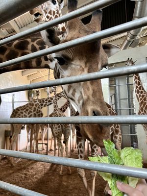 Cheyenne Mountain Zoo by null