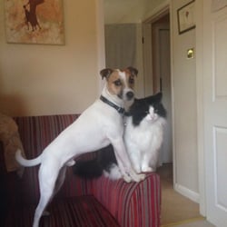 Yorkshire Canine Academy - Chip and LC