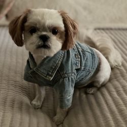 Woof Gang Bakery & Grooming Suntree
