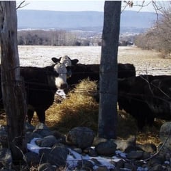 Stonyman Gourmet Farmer