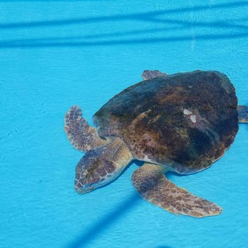 Loggerhead Marinelife Center - Community Service/Non-Profit Near Me - Juno Beach, Florida Loggerhead Marinelife Center - Community Service/Non-Profit Near Me - Juno Beach, Florida