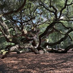 Angel Oak - Angel Oak