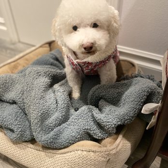 Supreme Pawfection - Pet Groomers Near Me