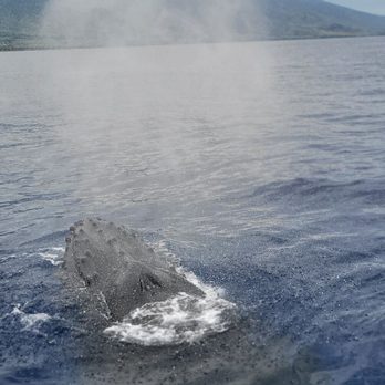 PacWhale Eco-Adventures - Tours Near Me - Wailuku, Hawaii PacWhale Eco-Adventures - Tours Near Me - Wailuku, Hawaii