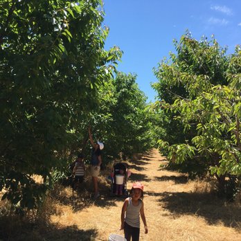 Lazy K Ranch Cherry U-Pick - Pick Your Own Farms Near Me - Gilroy, California