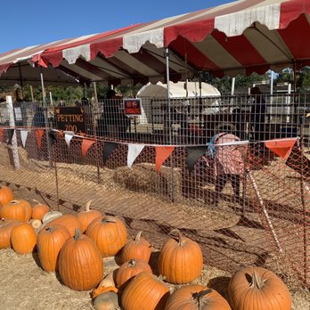Queens Pumpkin Patch - Pumpkin Patches Near Me - Saratoga, California Queens Pumpkin Patch - Pumpkin Patches Near Me - Saratoga, California
