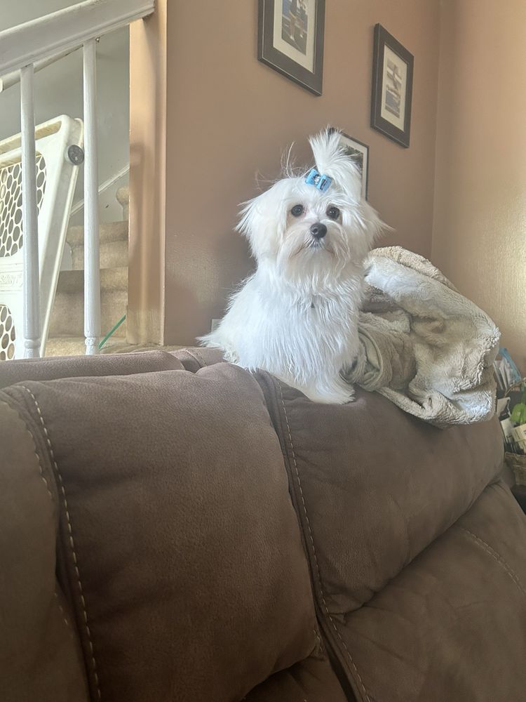 FOUR PAWS GROOMING Updated September 2024 14 Photos & 22 Reviews