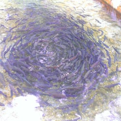 Herzogliche Fischzucht