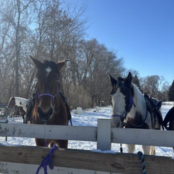 High Vibes Trail Rides - Horseback Riding Near Me - Milford, Michigan High Vibes Trail Rides - Horseback Riding Near Me - Milford, Michigan