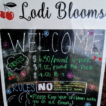 Lodi Blooms - Attraction Farms Near Me - Lodi, California