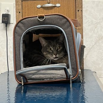 Dublin Veterinary Hospital - Our kitty Neng Neng, 3 years old - Veterinarians Near Me - Dublin, California Dublin Veterinary Hospital - Our kitty Neng Neng, 3 years old - Veterinarians Near Me - Dublin, California