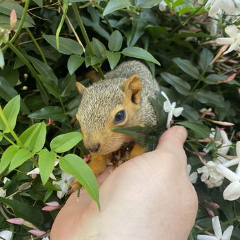 Peninsula Humane Society & SPCA - Baby squirrel! - Animal Shelters Near Me - San Jose, California Peninsula Humane Society & SPCA - Baby squirrel! - Animal Shelters Near Me - San Jose, California