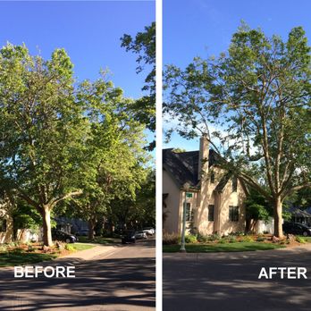 Vazquez Tree Service - Sycamore #3 May, 2017 - Tree Services Near Me