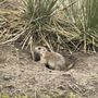 Greycliff Prairie Dog Town State Park