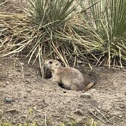 Greycliff Prairie Dog Town State Park
