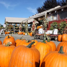 These guys have got the coolest pumpkins and the pumpkin patch was even cooler! These guys have got the coolest pumpkins and the pumpkin patch was even cooler!