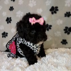 Puppy Tails Kennel of Walker - Gorgeous baby girl Shihpoo ready to go!