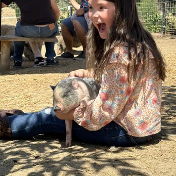 SoCalMiniPigs - Baby piggy!! - Pet Breeders Near Me - Valley Center, California SoCalMiniPigs - Baby piggy!! - Pet Breeders Near Me - Valley Center, California