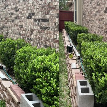 Maverick Landscaping - Light hedge shaping before/after - Lawn Services Near Me Maverick Landscaping - Light hedge shaping before/after - Lawn Services Near Me