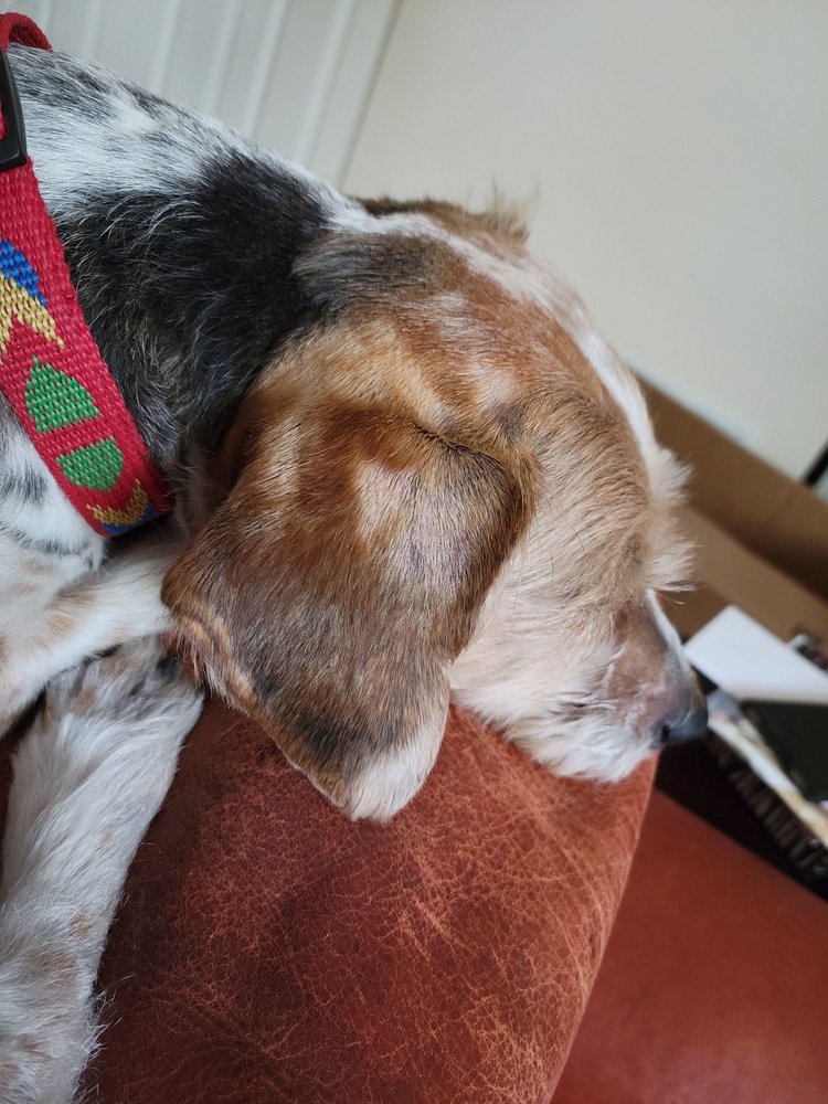 LUCKY DOG GROOMING Updated August 2024 17 Photos 4747 S Kline St