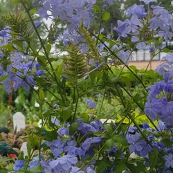 BoBo's Nursery & Florist 