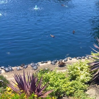Heritage Park - so many turtles sunbathing and swimming - Parks Near Me - Cerritos, California Heritage Park - so many turtles sunbathing and swimming - Parks Near Me - Cerritos, California
