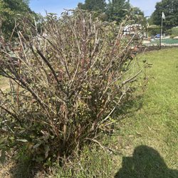 Duck Creek RV Resort - Dead bushes