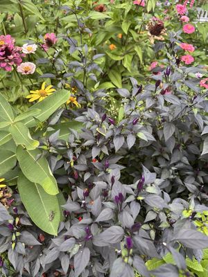 Seed Savers Exchange by null