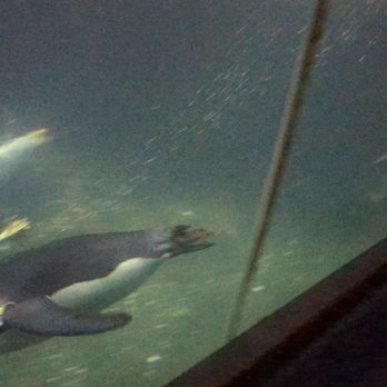 Central Park Zoo - A cool penguin - Zoos Near Me - New York, New York Central Park Zoo - A cool penguin - Zoos Near Me - New York, New York
