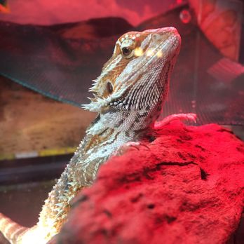 Mike's Feed & Pets - Bearded dragon purchased in April, growing nice & healthy - Pet Stores Near Me - San Leandro, California Mike's Feed & Pets - Bearded dragon purchased in April, growing nice & healthy - Pet Stores Near Me - San Leandro, California