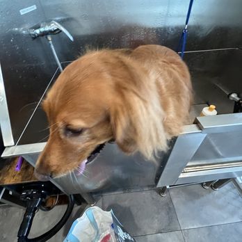 Astoria Dog Wash - Before - Pet Groomers Near Me - Queens, New York Astoria Dog Wash - Before - Pet Groomers Near Me - Queens, New York