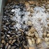 New Hope Seafood Market gift card