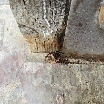 Pest Cloud - Pest Control Near Me