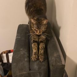 Fur Babies House & Pet Sitting - Stretching after a good nap!