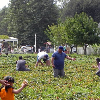 Riley's Farm - Berry patch - Fruits & Veggies Near Me - Oak Glen, California
