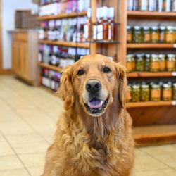 Koepsel's Farm Market - Inside Koepsel's Farm Market, with Archer!