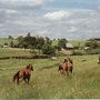 Plain Field Appaloosa - Gut Friedenthal