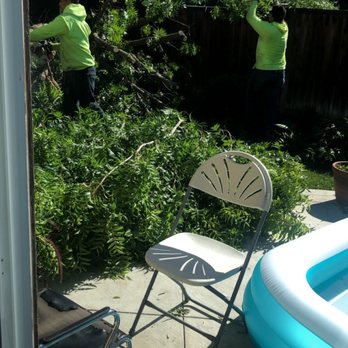 Louis Tree Service - Louis and his crew at work - Tree Services Near Me Louis Tree Service - Louis and his crew at work - Tree Services Near Me