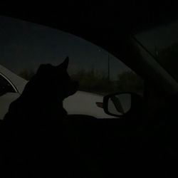 My dog's 1st public movie. The Rocky Horror Picture Show. Keeps telling me to toucha toucha touch him.