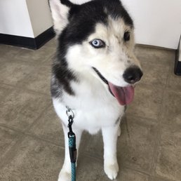 Juno looking happy, cool and clean now. Juno looking happy, cool and clean now.